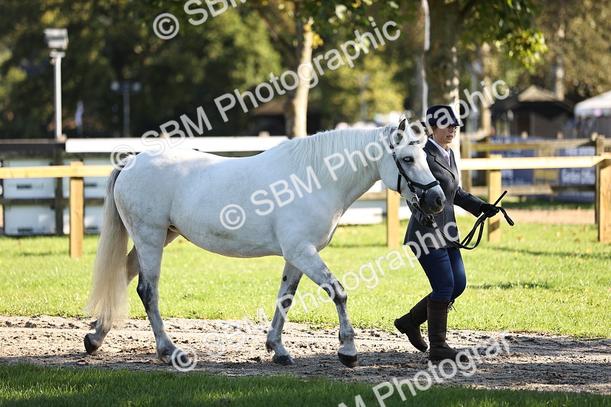 SBM_15834 - S1 - TSR in Hand Horse & Pony Showing