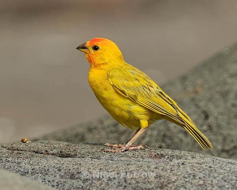 Saffron Finch (adult male), Hawaii - Saffron Finch