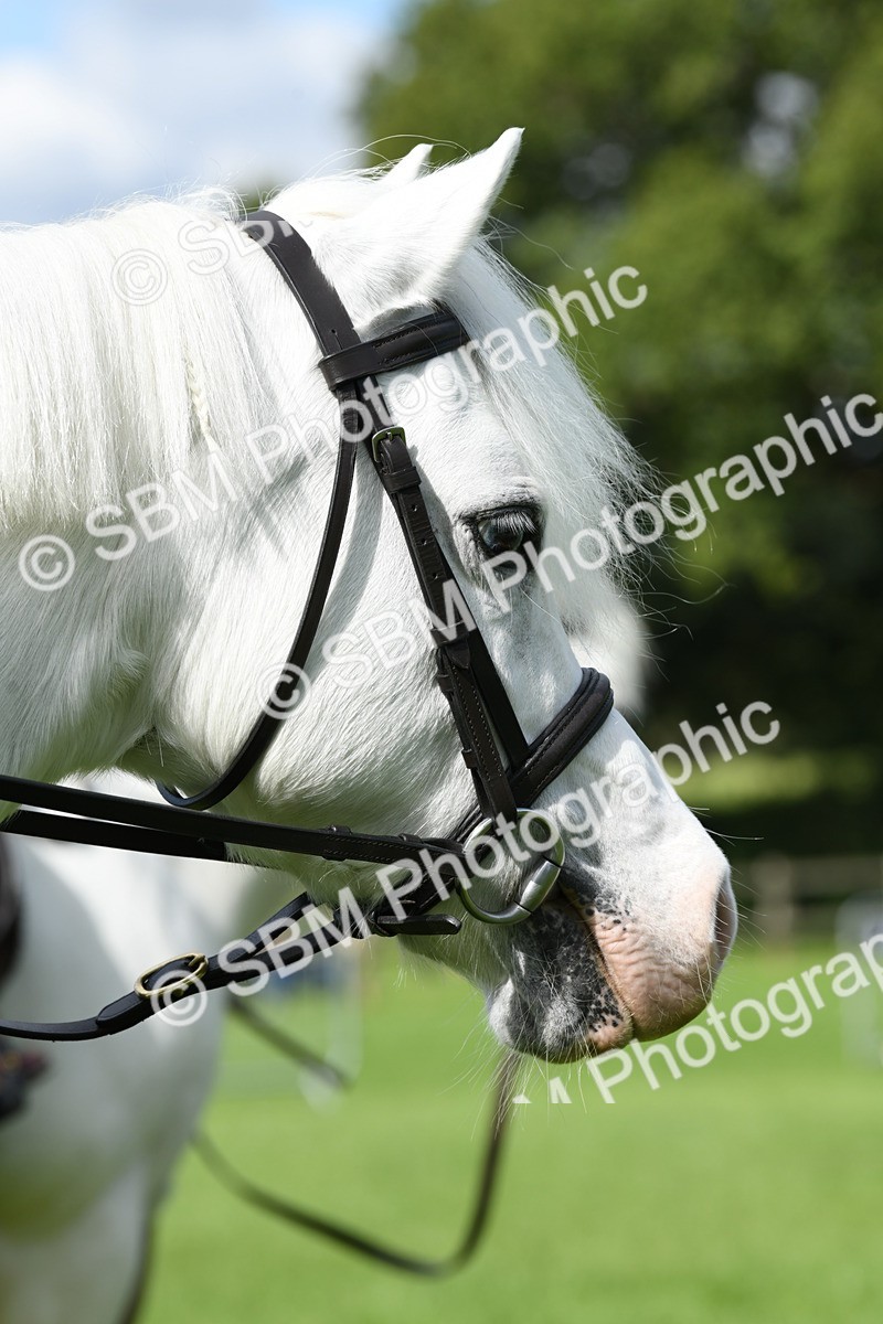 SBM_42569 - S20 - Lead Rein Mountain & Moorland Pony