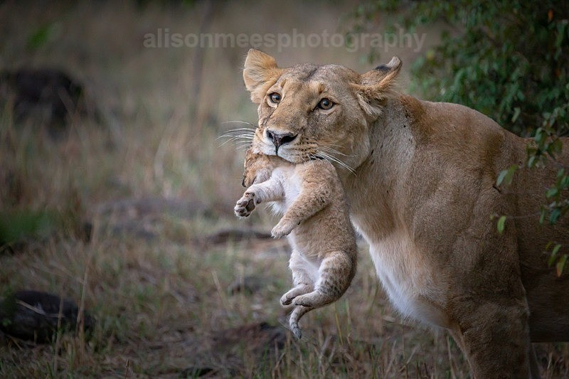  - African Safaris
