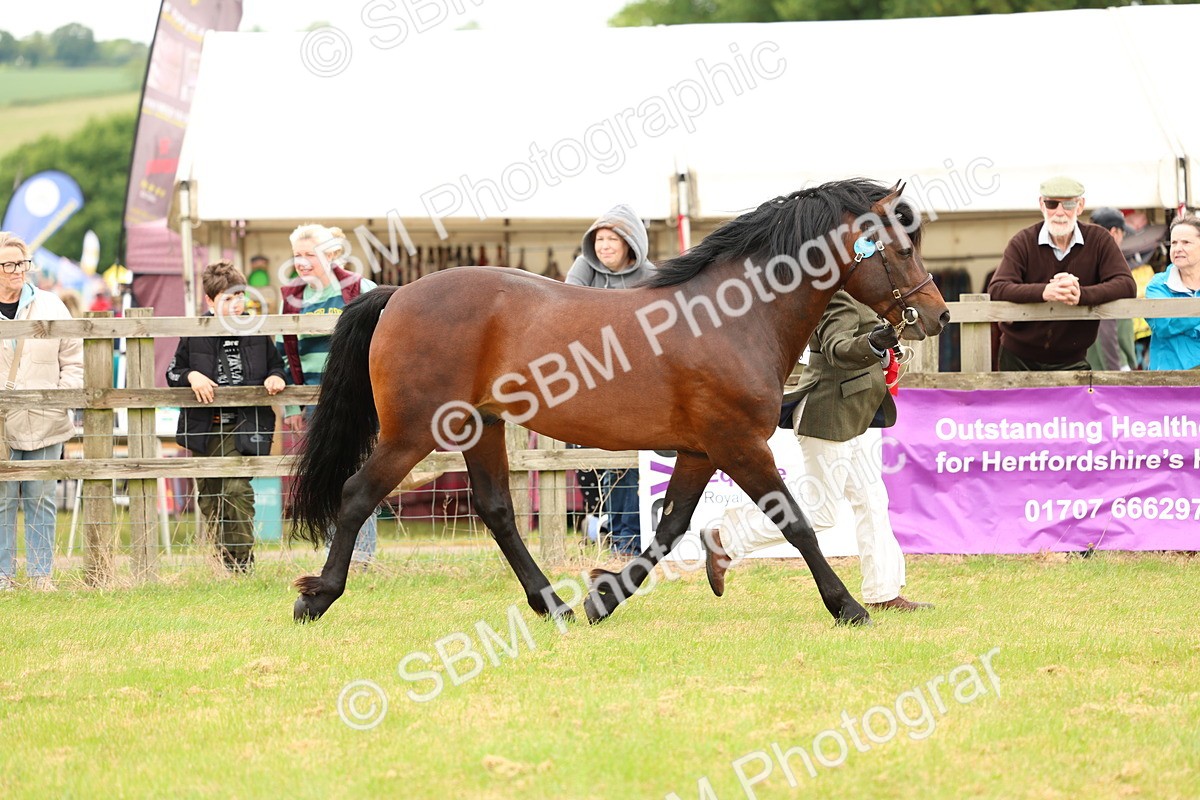 SBM_04252 - Class 64-67 - Shetland Pony In Hand