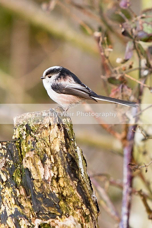20120218-_MG_9096 - Long-tail Tit