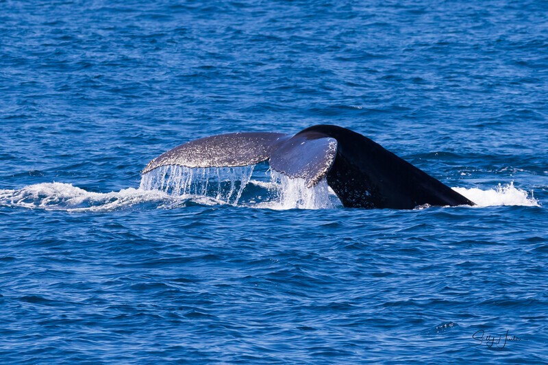 Fluke 6 0A3A4986 - Humpback Whales