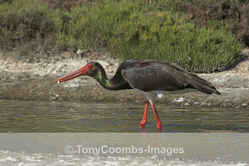 Black Stork  1904-14190 - Lesvos ~ Wading Birds