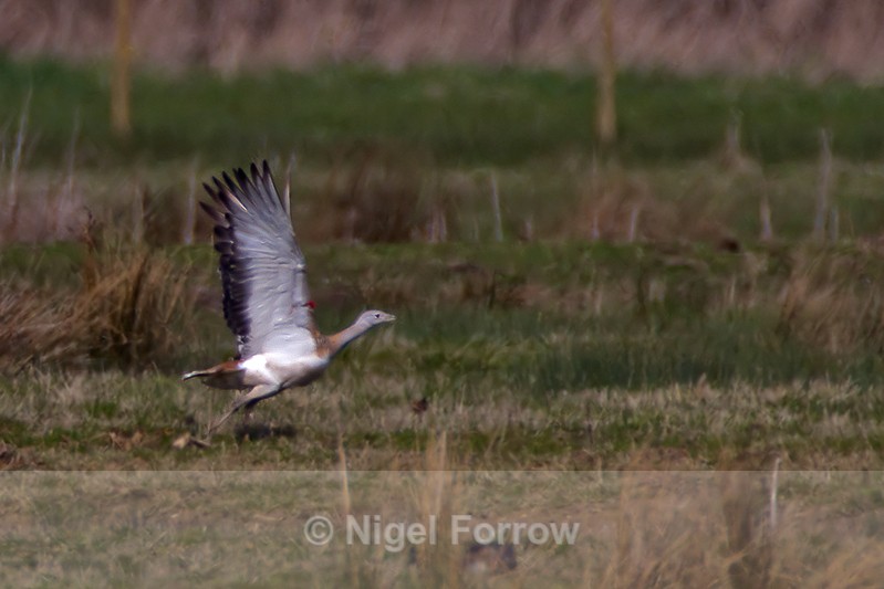 Great Bustard taking off from Big Otmoor - Great Bustard
