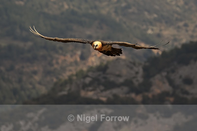 Lammergeier flying, Pre-Pyrenees, Catalonia, Spain - Lammergeier