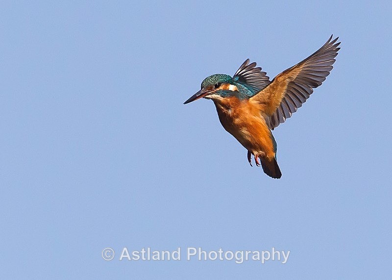 Astland Photography, Bird and Wildlife Images, Susan and Peter Wilson, U.K.