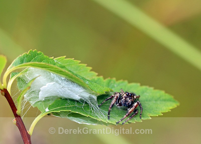 Bronze Jumper (Eris militaris) @ Nest - Spiders of Atlantic Canada