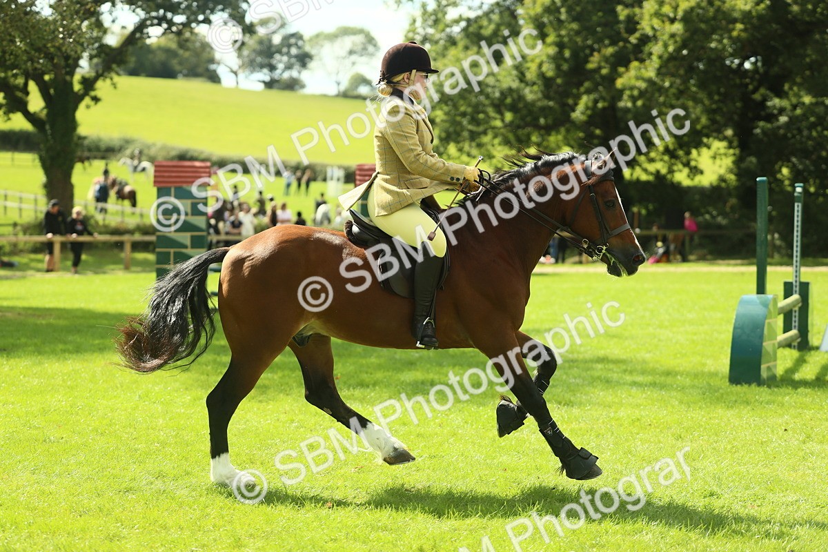 SBM_42965 - S30 - M&M Working hunter Pony