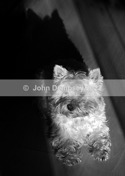 I'm Being Followed... - Walking the Dog