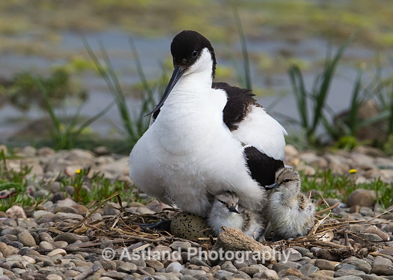 Astland Photography, Bird and Wildlife Images, Susan and Peter Wilson, U.K.