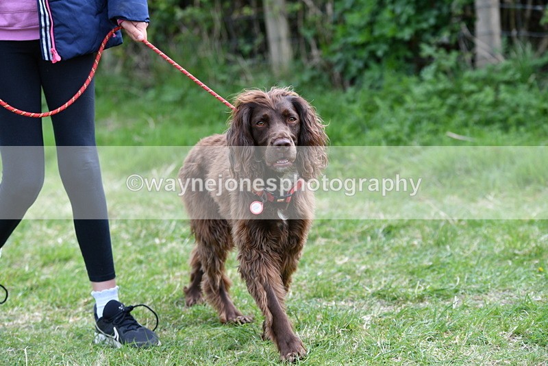 WJ5_9485 - Class 3 Most Handsome Dog
