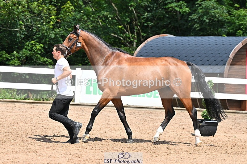 240718A-105259-01415 - Trot Up 12pm to 1pm