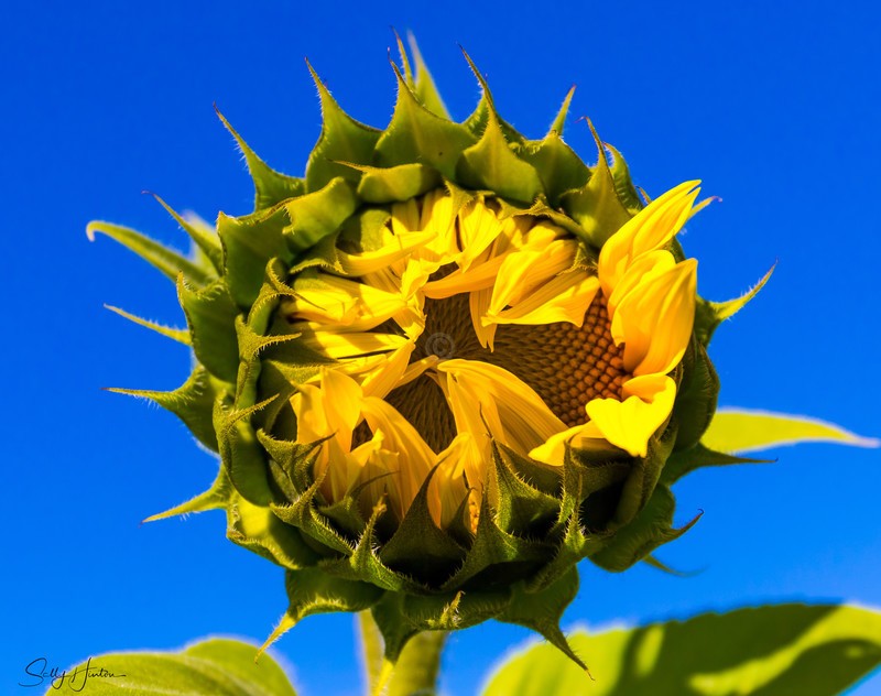 Sunflower Bud 2