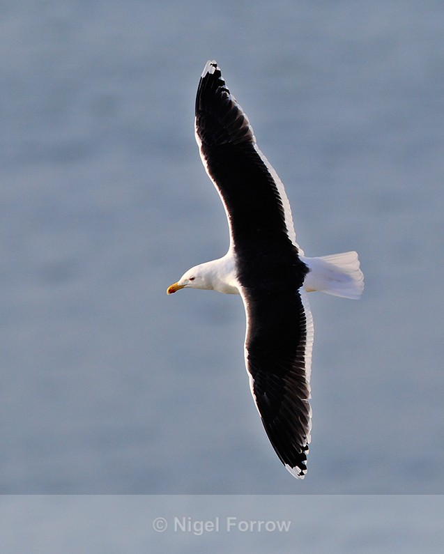 Great Black-backed Gull in flight at Durlston - Great Black-backed Gull