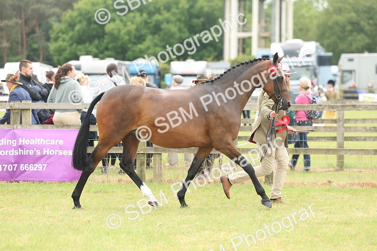 SBM_05545 - Class 68-73 - Riding Pony Breeding