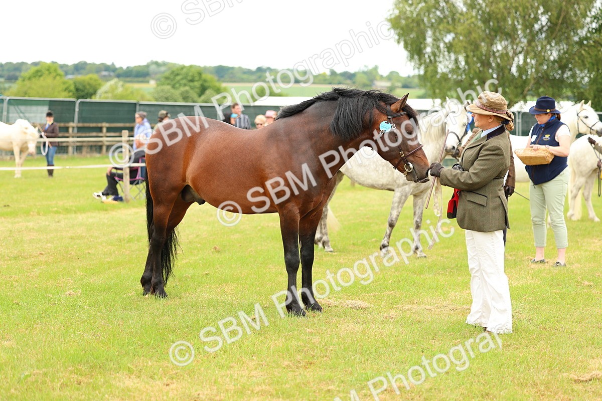 SBM_04236 - Class 64-67 - Shetland Pony In Hand