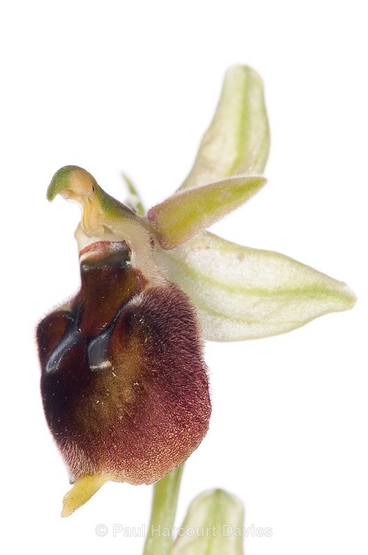  - WB: Orchids - Ophrys