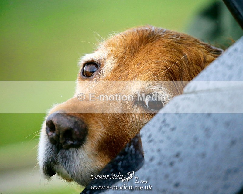 PtP 020122 374a - Dogs