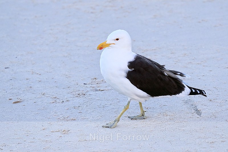 Kelp Gull (adult), Foxy Beach, South Africa - Kelp Gull