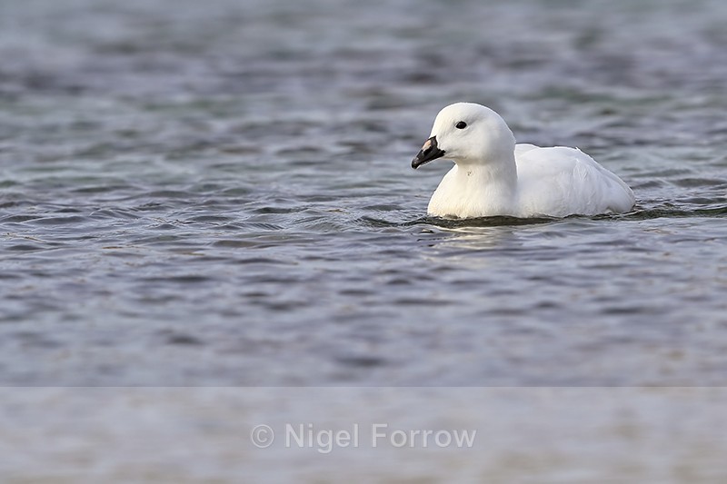 Male Kelp Goose swimming, Carcass Island - Kelp Goose