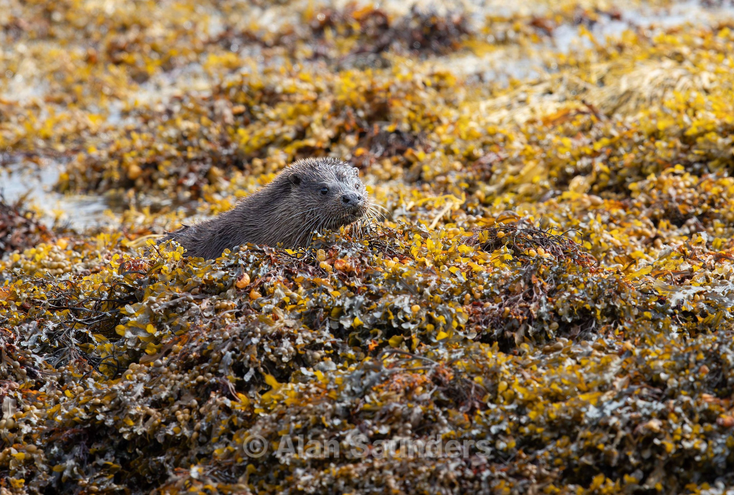Eurasian Otter 33
