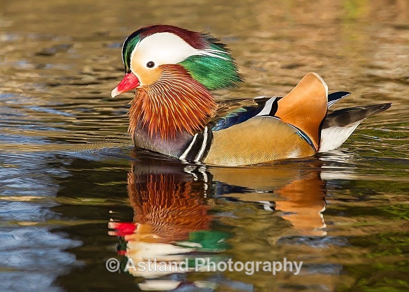 Astland Photography, Bird and Wildlife Images, Susan and Peter Wilson, U.K.