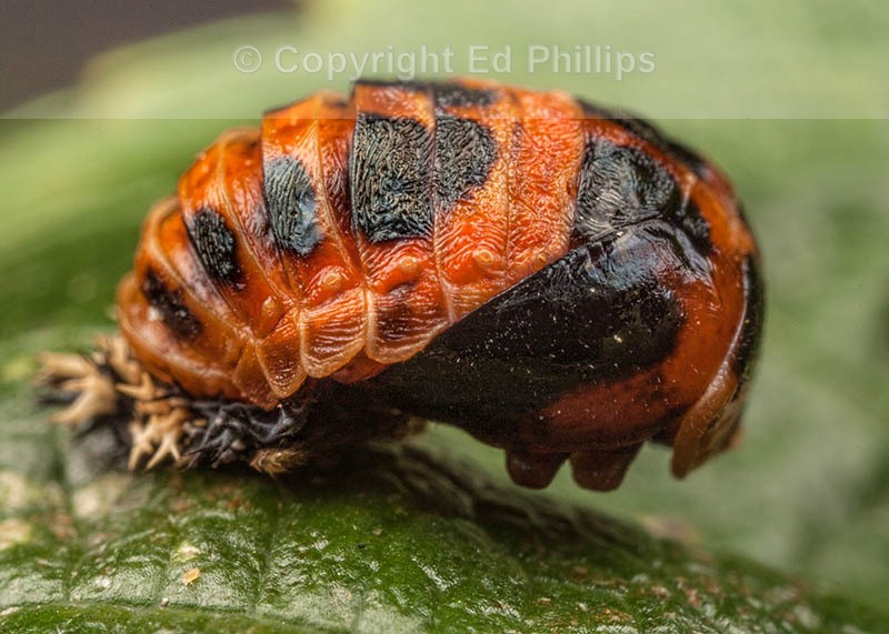 Harlequin Ladybird Pupa