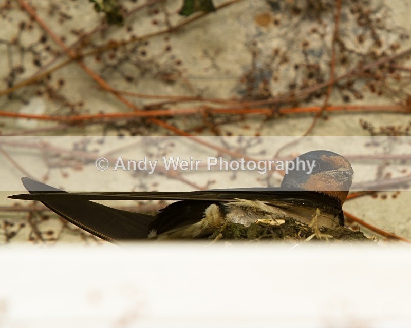 20110614-IMG_5778 - Swallows, Swifts & Martins