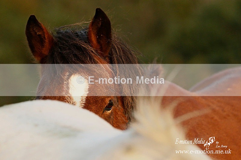 NFP 121015 562 - Equestrian