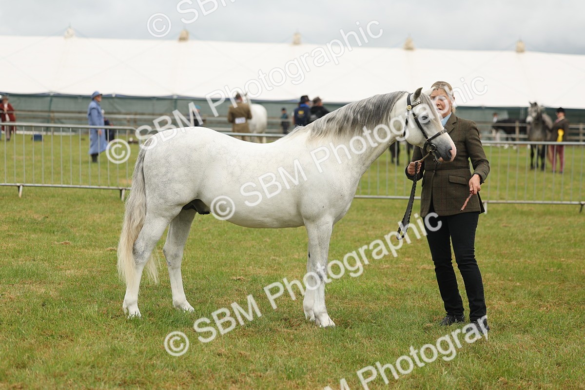 SBM_02264 - Class 50-57 - M&M Welsh Pony In Hand