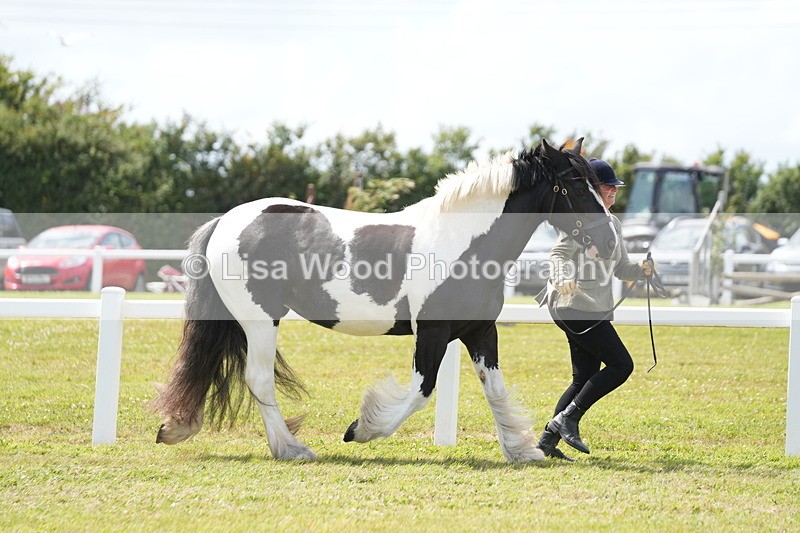 DSC07071 - Class 61: Coloured Horse 4yrs & Over