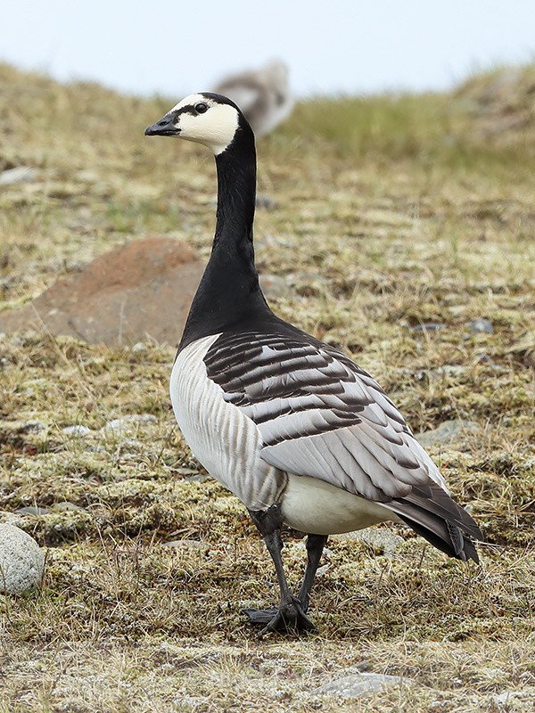 Adult Barnacle Goose, rear view, Jokulsarlon, Iceland - Barnacle Goose