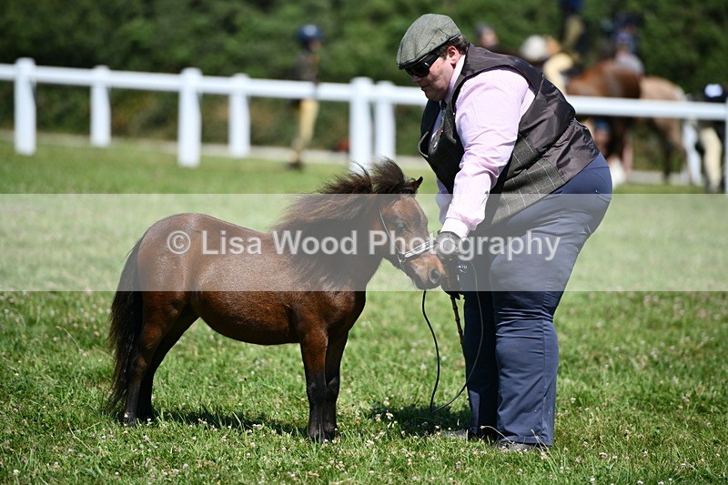 DSC_7016 - Class 59: Miniature Horse Yearling