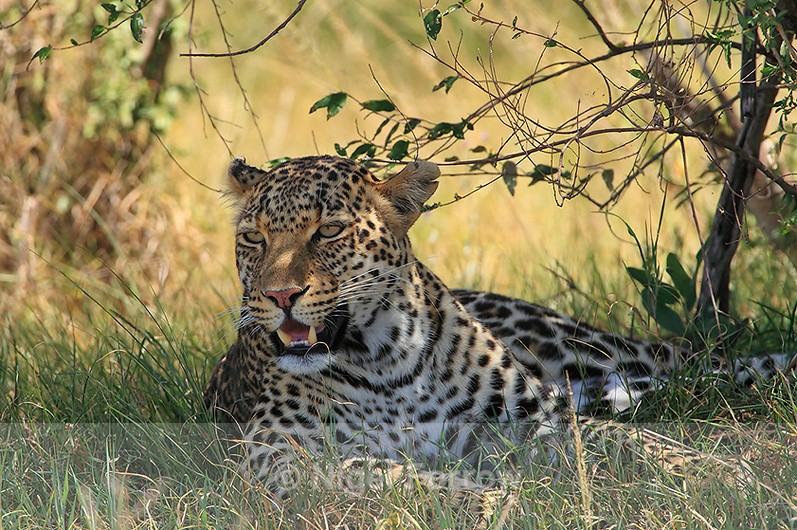Leopard resting in the shade during the middle of the day - Leopard
