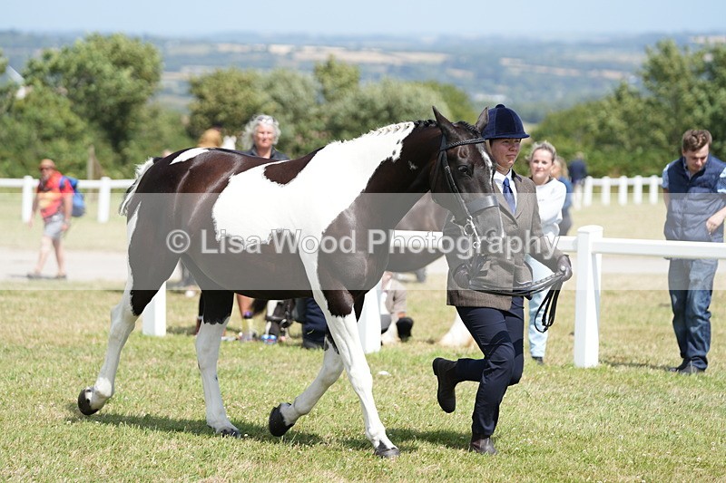 DSC07123 - Class 61: Coloured Horse 4yrs & Over