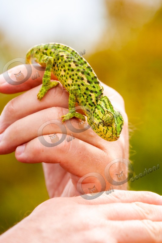 Mediterranean chameleon Chamaeleo chamaeleon-5501 - Pet Photography
