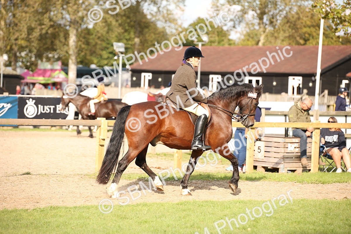 SBM_50162 - S26 - Young Veteran - Ridden