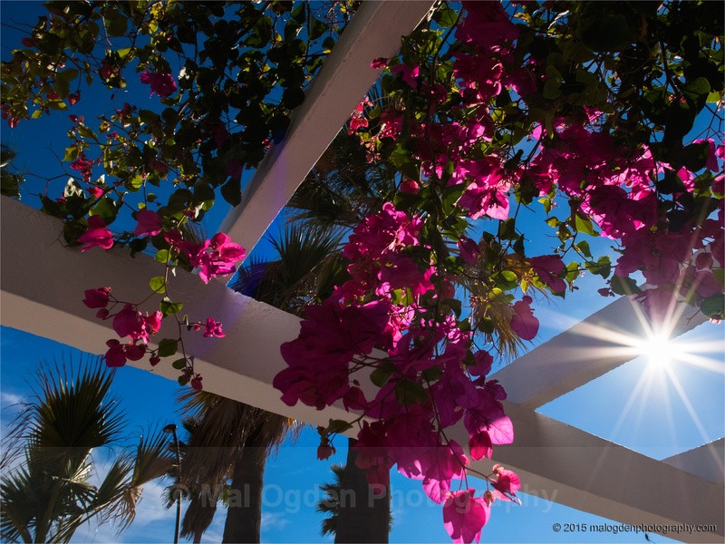 Bouganvillea - Spain