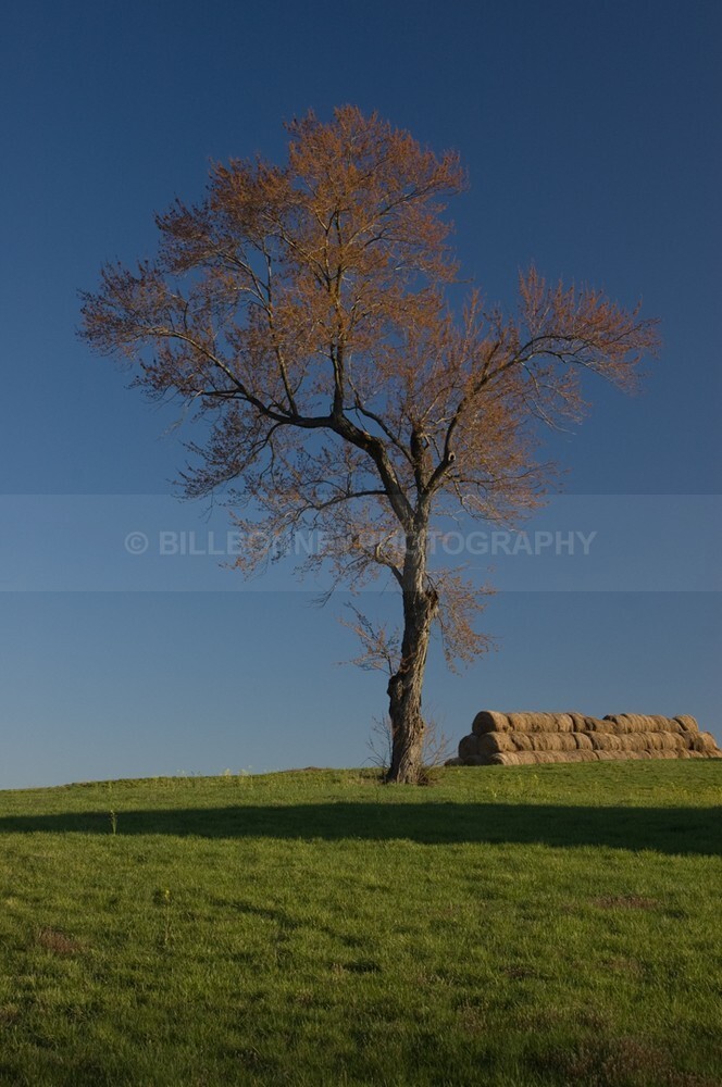 DSC_0003 - The Tree Project