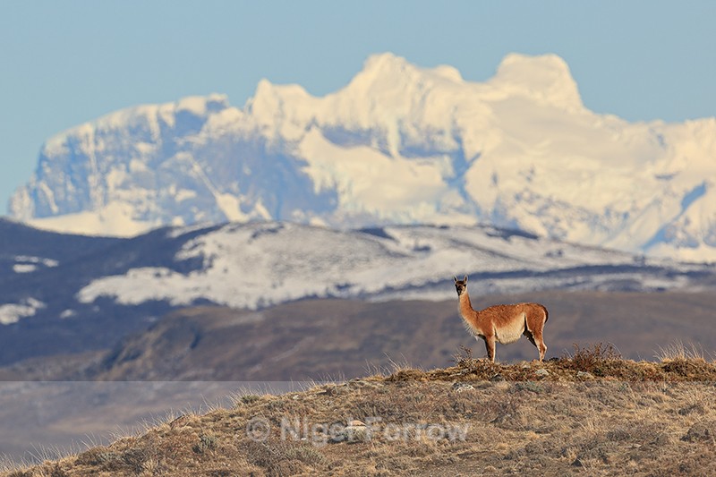 Guanaco standing still on ridge, Torres del Paine, Chile - Guanaco