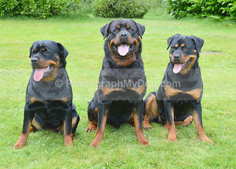  - Rottweilers