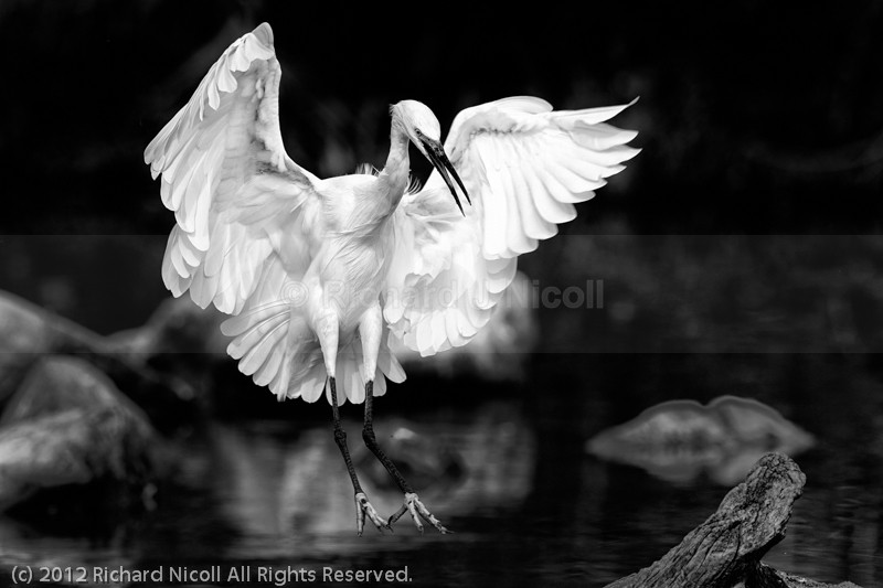 Little Egret (Egretta garzetta) landing - Little Egret (Egretta garzetta)