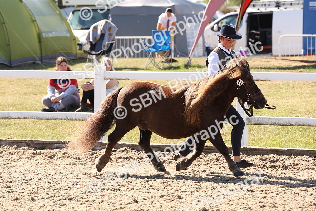SBM_13917 - Class 205 - IH Show Pony - Show Hunter Pony