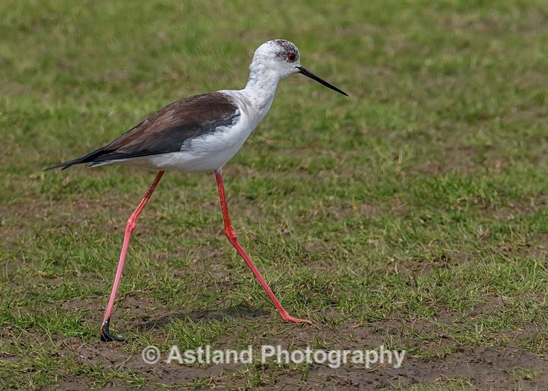 Astland Photography, Bird and Wildlife Images, Susan and Peter Wilson, U.K.