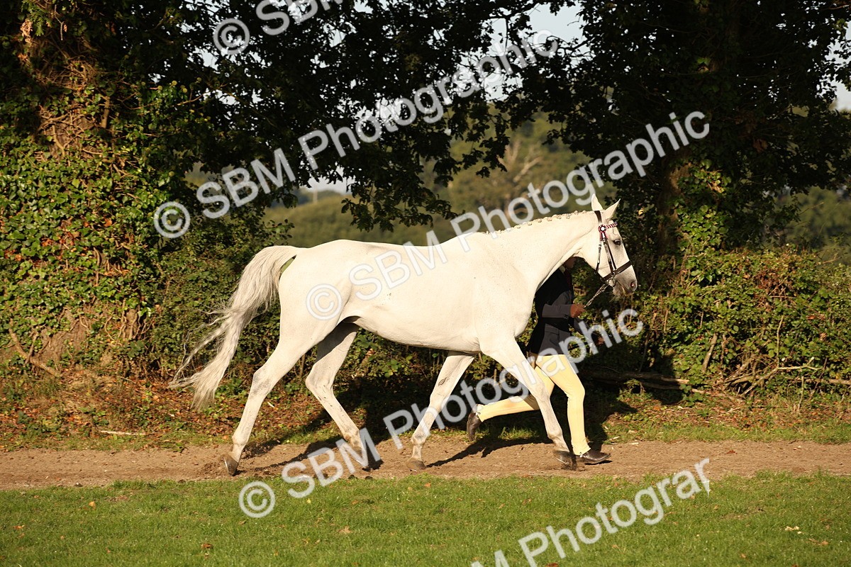 SBM_57547 - S50 - Foreign Breeds In Hand