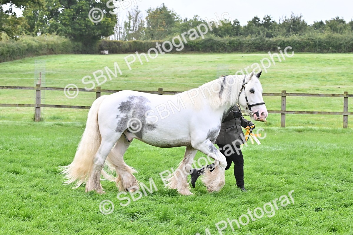 SBM_57020 - S45 - Coloured Pony In Hand