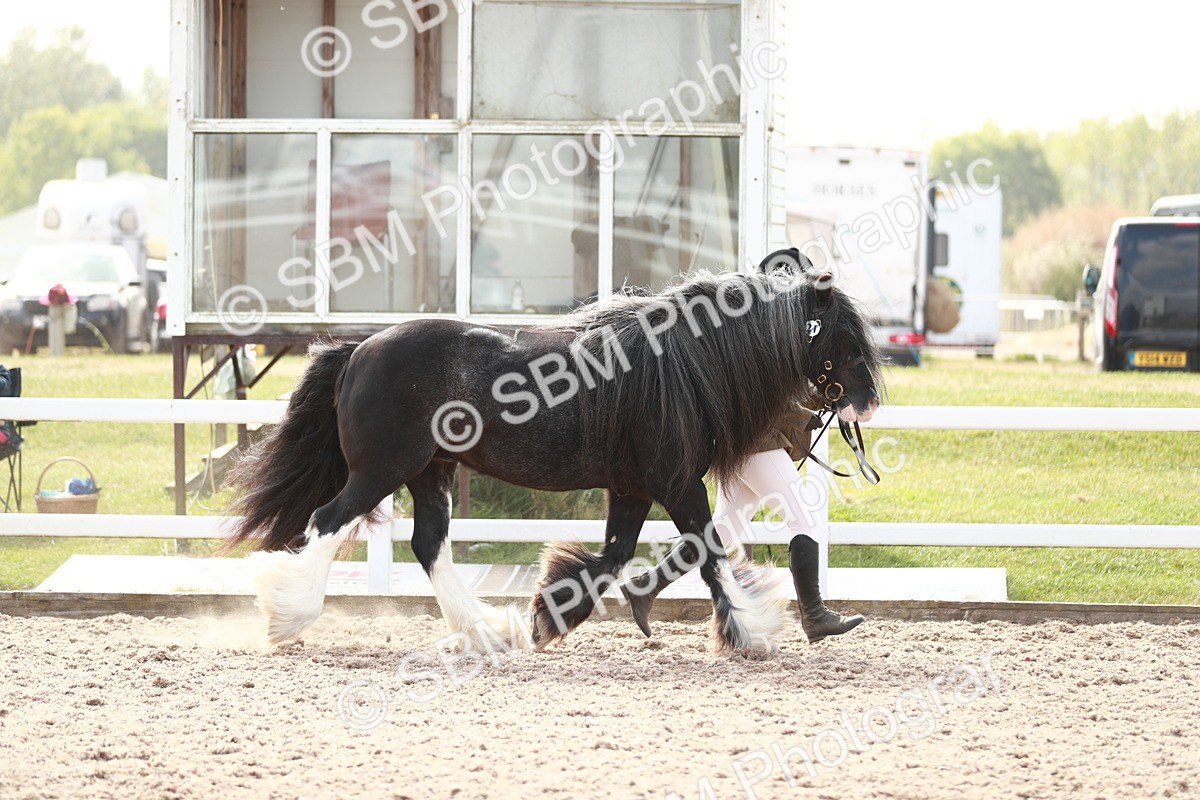 SBM_13866 - Class 209 IH Veteran Pony