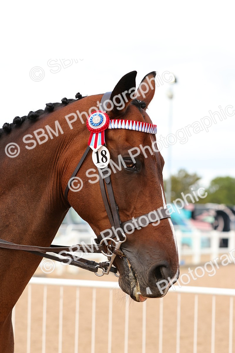 SBM_14119 - Class 213 - Ridden Hack Riding Horse