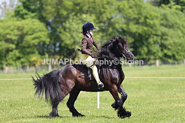 IMG_4397 - Working Hunter